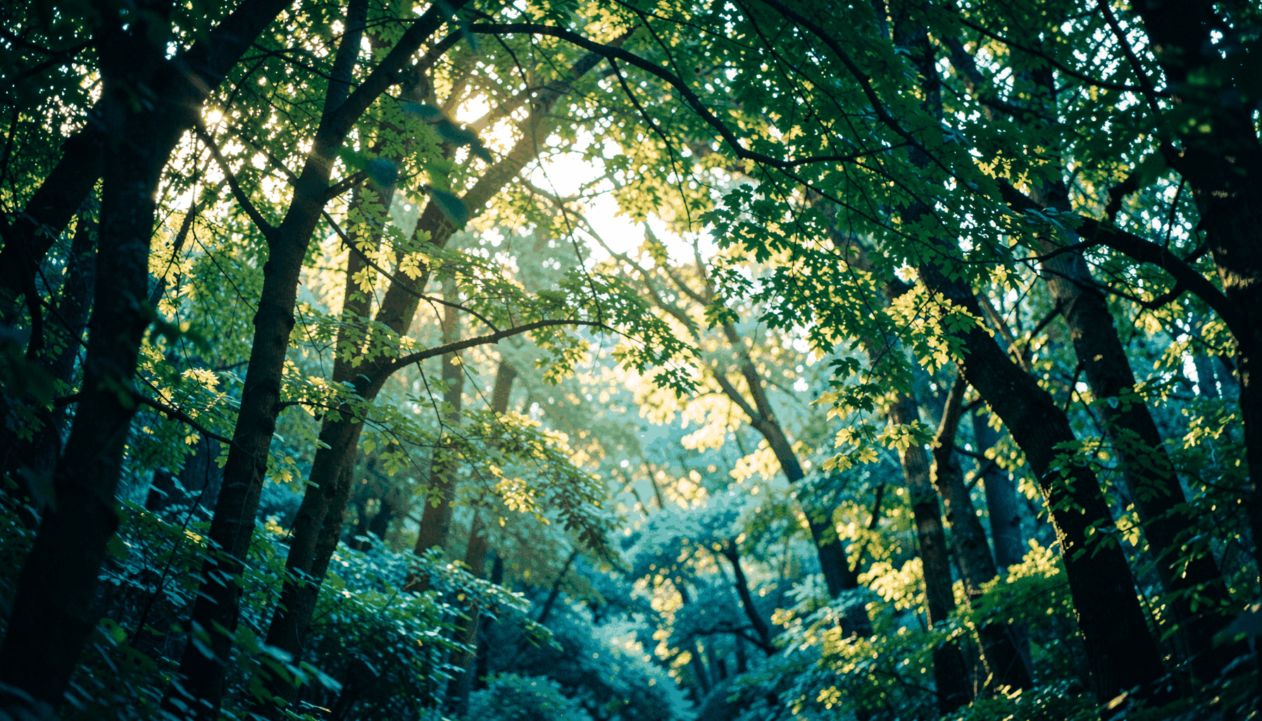 Wide cinematic shot of a lush green forest canopy with soft golden sunlight filtering through leaves, calm and inviting mood
