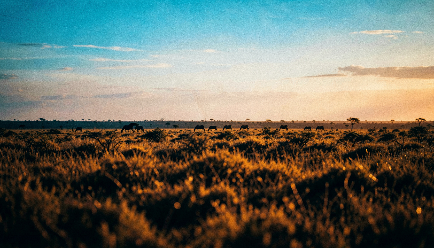 A dramatic savanna landscape at golden hour with silhouetted wildlife on the horizon, warm amber and brown tones
