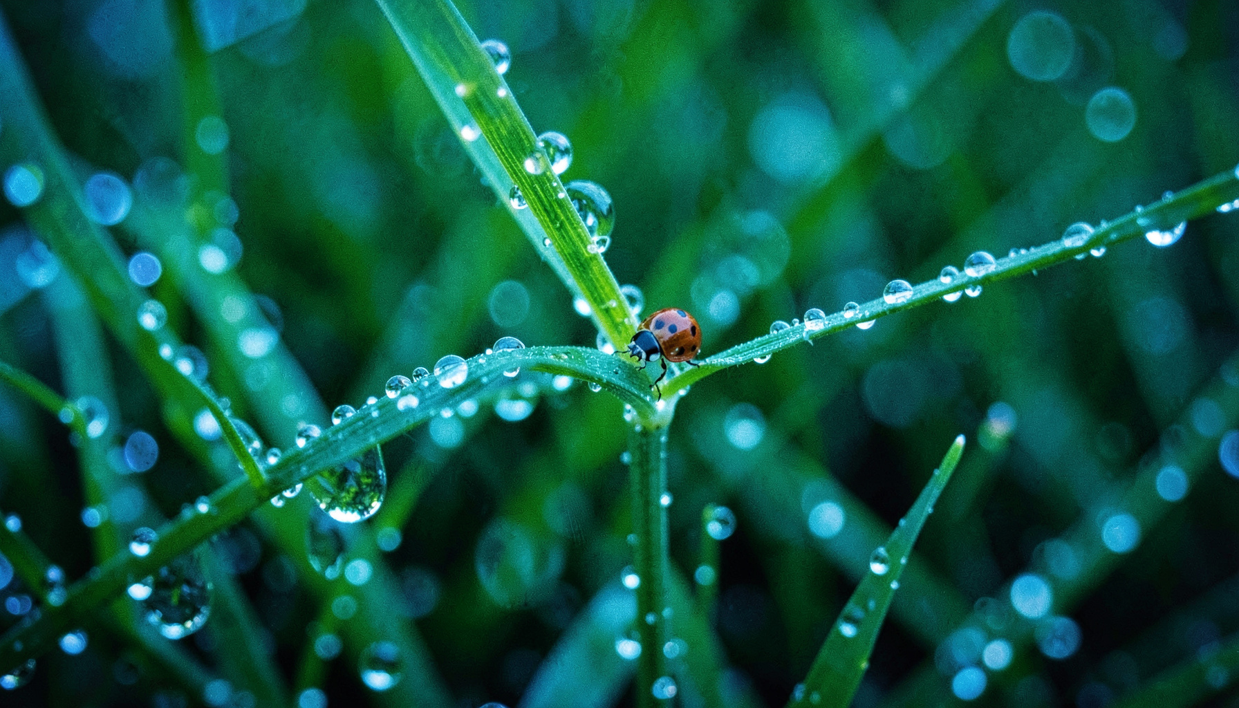 Extreme macro view of dewdrops on grass blades with a ladybug climbing a stem, vivid greens and crystalline highlights